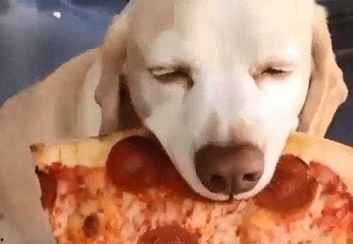 网红狗哥爆料吃瓜事件,揭秘娱乐圈吃瓜大事件! 第3张 网红狗哥爆料吃瓜事件,揭秘娱乐圈吃瓜大事件! 第3张